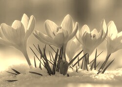 Szary + Sepia