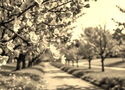 Szary + Sepia