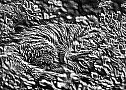 Skamielina