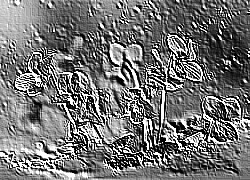 Skamielina