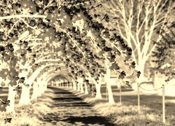 Sepia + Negatyw