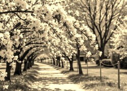 Szary + Sepia