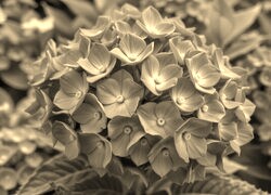 Szary + Sepia