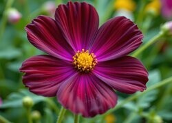 Oryginalny obrazek
