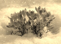 Szary + Sepia