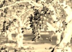 Sepia + Negatyw
