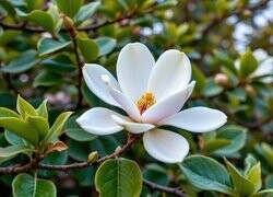 Oryginalny obrazek