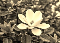 Sepia