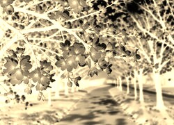 Sepia + Negatyw