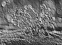 Skamielina