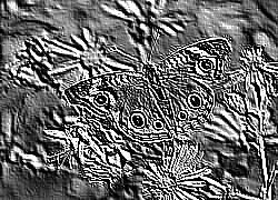 Skamielina