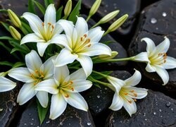 Oryginalny obrazek