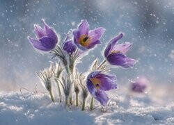 Oryginalny obrazek