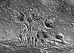 Skamielina