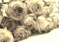 Szary + Sepia