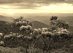 Szary + Sepia
