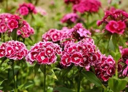 Oryginalny obrazek