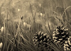 Szary + Sepia