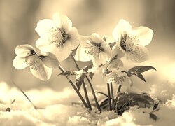 Szary + Sepia