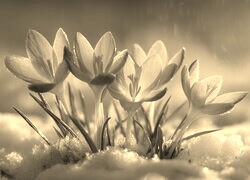 Szary + Sepia