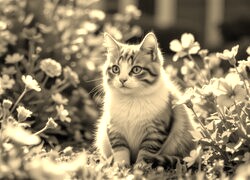Szary + Sepia