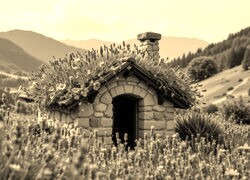 Szary + Sepia