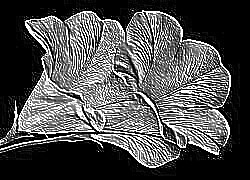 Skamielina