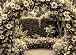 Szary + Sepia