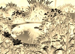 Sepia + Negatyw