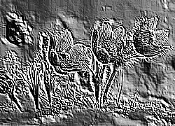 Skamielina