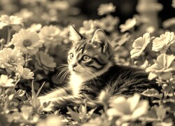 Szary + Sepia