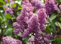 Oryginalny obrazek