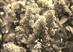 Szary + Sepia