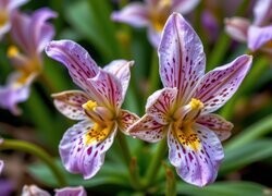 Oryginalny obrazek