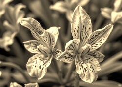 Szary + Sepia