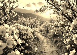 Szary + Sepia