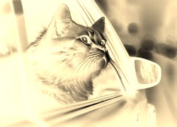 Sepia + Negatyw