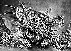 Skamielina