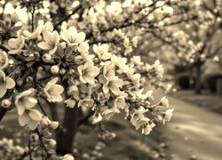 Szary + Sepia