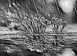 Skamielina