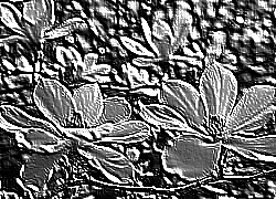 Skamielina