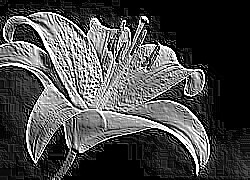 Skamielina