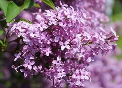 Oryginalny obrazek
