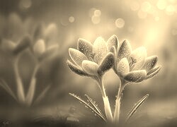 Szary + Sepia