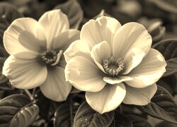 Szary + Sepia