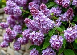 Oryginalny obrazek