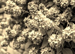 Szary + Sepia
