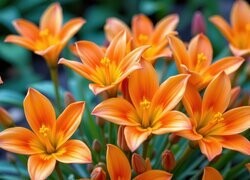 Oryginalny obrazek