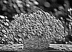 Skamielina