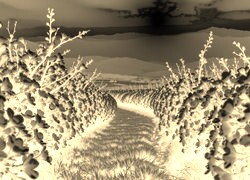 Sepia + Negatyw